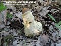 Hypomyces chrysospermus-amf2032-sur Leccinum crocipodium